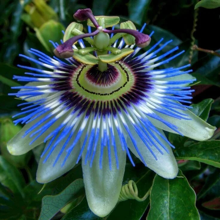 Редчайшие цветы на планете фото Pin by Marytha on Celul Perfil de W tpp Blue passion flower, Passion flower, Unu