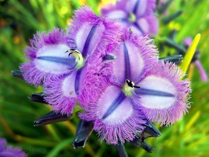 Редчайшие цветы на планете фото Fringe Lily (Thysanotus multiflorus), - (Australia) Unusual flowers, Rare flower