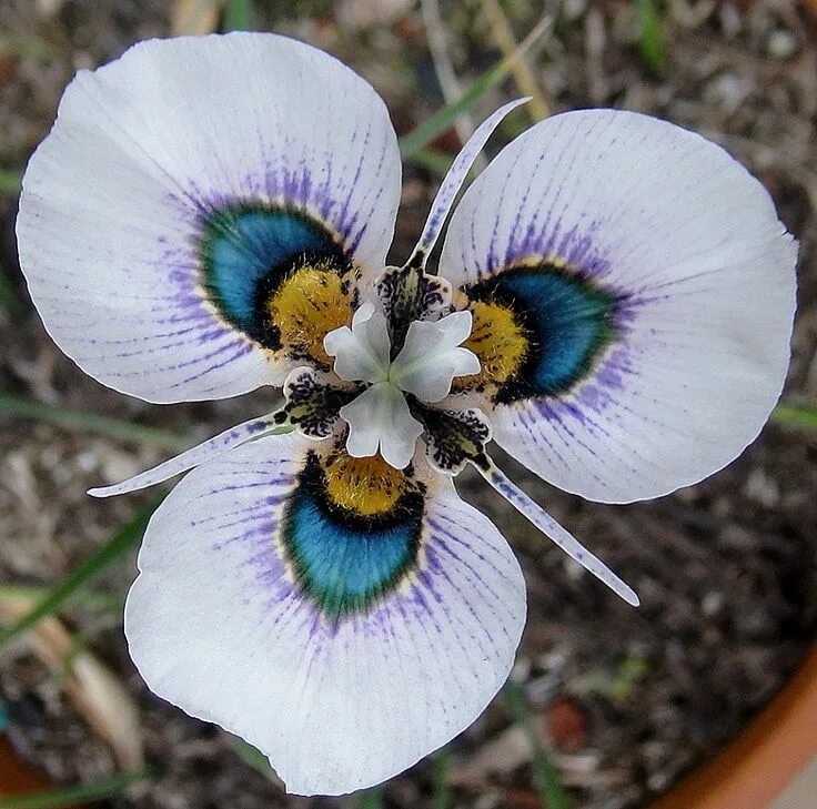 Редчайшие цветы на планете фото Moraea villosa Unusual flowers, Orchid seeds, Rare flowers