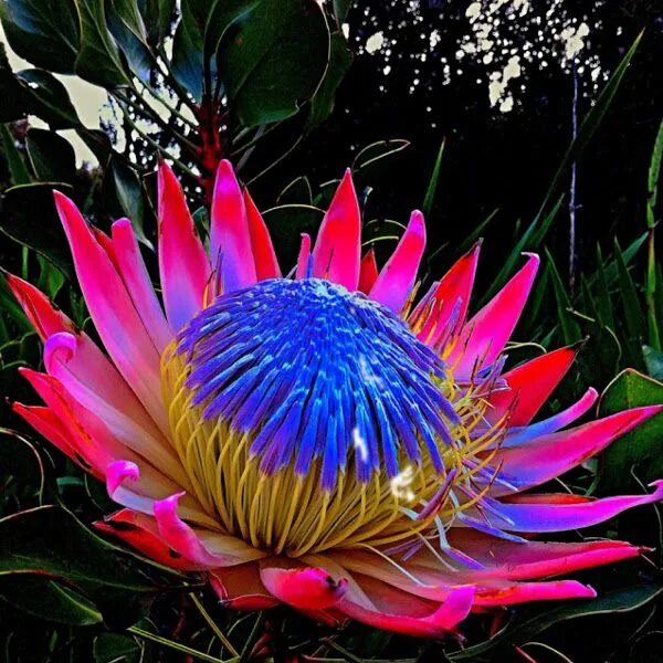 Редчайшие цветы на планете фото King protea Project Noah Unusual flowers, Most beautiful flowers, Beautiful flow