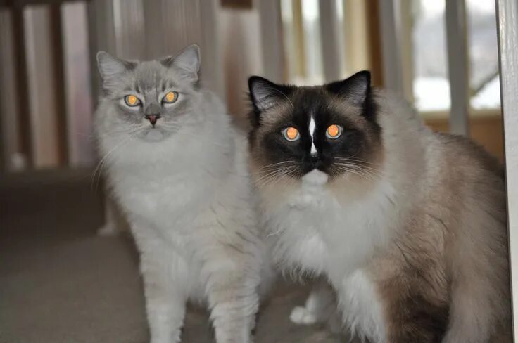 Редголд кошки фото Two handsome male Ragdoll cats; a Bluepoint Lynx Mitted male on the left named T