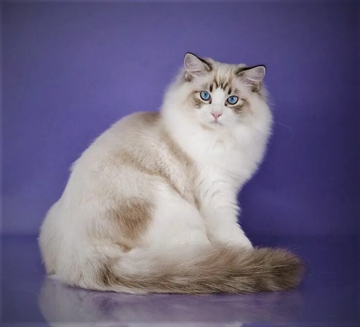 Редголд кошки фото Ragdolls South Carolina and North Carolina Riterags Ragdolls Ragdoll cat, Cats a