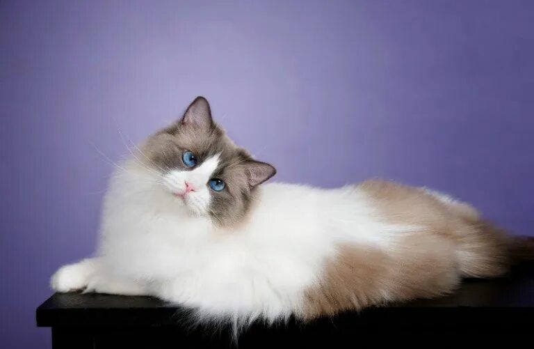 Редголд кошки фото 14 Things You Probably Didn’t Know About Ragdoll Cat PetPress Cats, Ragdoll cat,