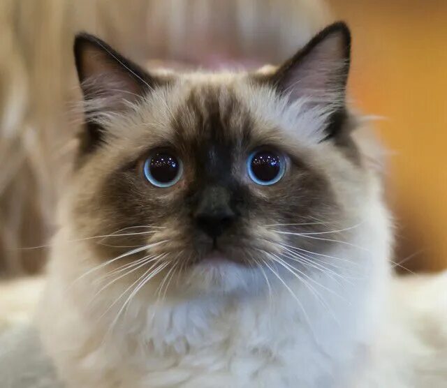 Редголд кошки фото Cute big eyes!!! :) Ragdoll cat breed, Cat breeds, Ragdoll cat