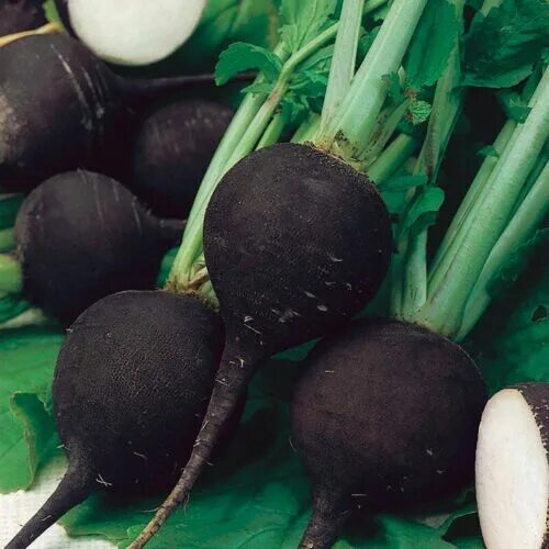 Редька черная фото овоща Black Spanish Round Radish Seeds, Spicy, NON-GMO, Variety Sizes, FREE SHIP eBay