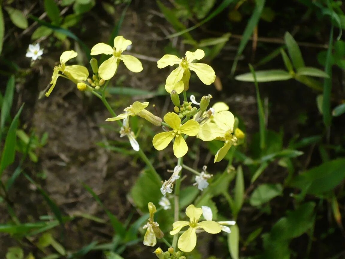 Редька дикая фото Raphanus raphanistrum - Image of an specimen - Plantarium