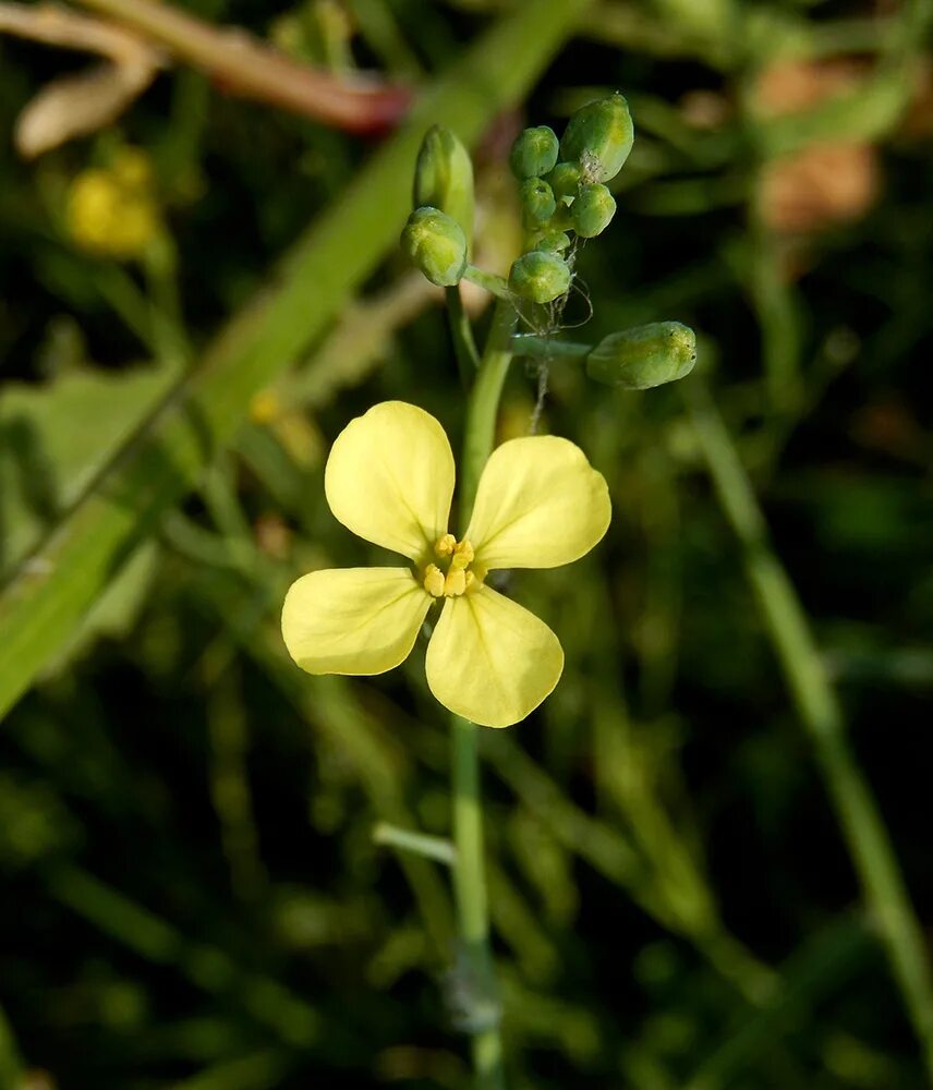 Редька дикая фото Raphanus maritimus - Image of an specimen - Plantarium