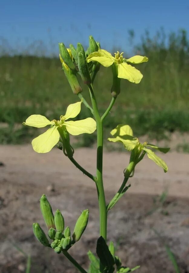 Редька дикая фото и описание Raphanus raphanistrum - Image of an specimen - Plantarium