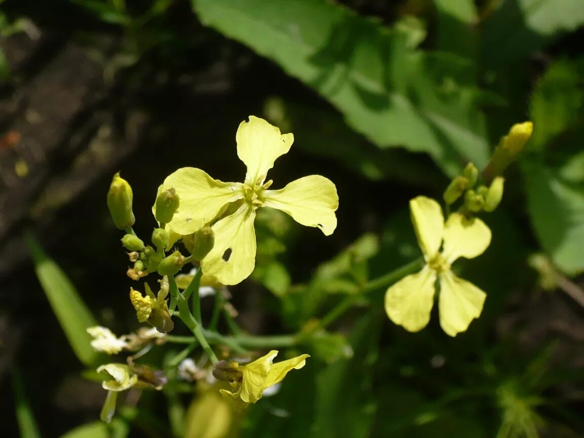 Редька дикая фото и описание Raphanus raphanistrum - Image of an specimen - Plantarium