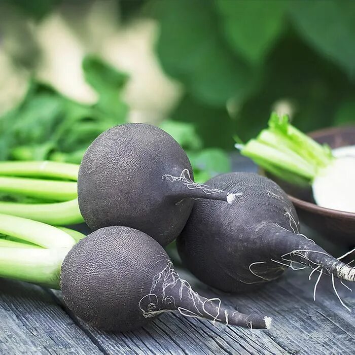 Редька фото овощ Black Spanish Radish - Packet Seeds, Lettuce seeds, Radish