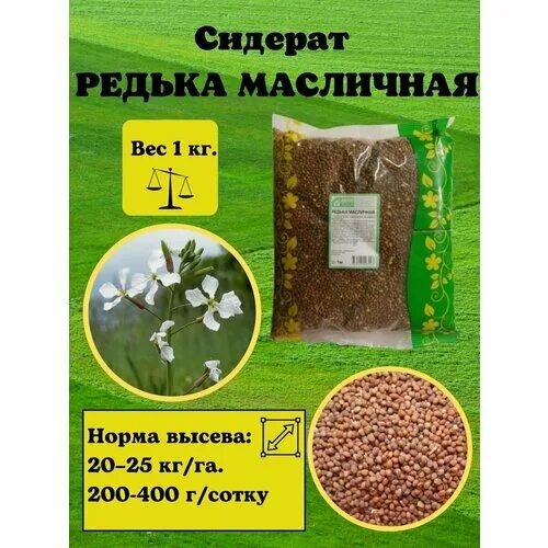 Редька масличная семена фото Семена редька масличная 1 кг, сидерат редька масличная Зелёный Уголок 4976517387