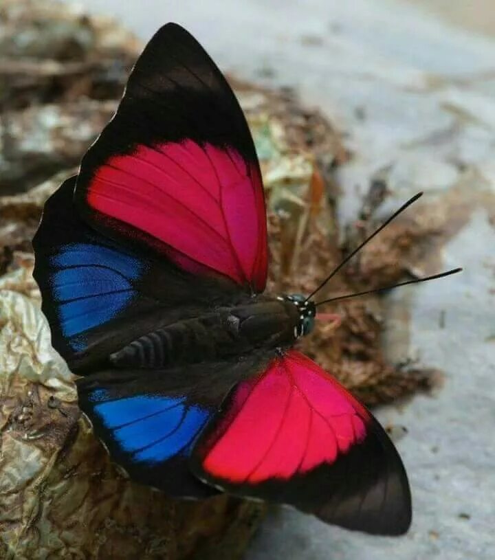 Редкие бабочки фото и названия Pin on Apaixonada Por Borboletas! Butterfly species, Beautiful butterflies, Butt