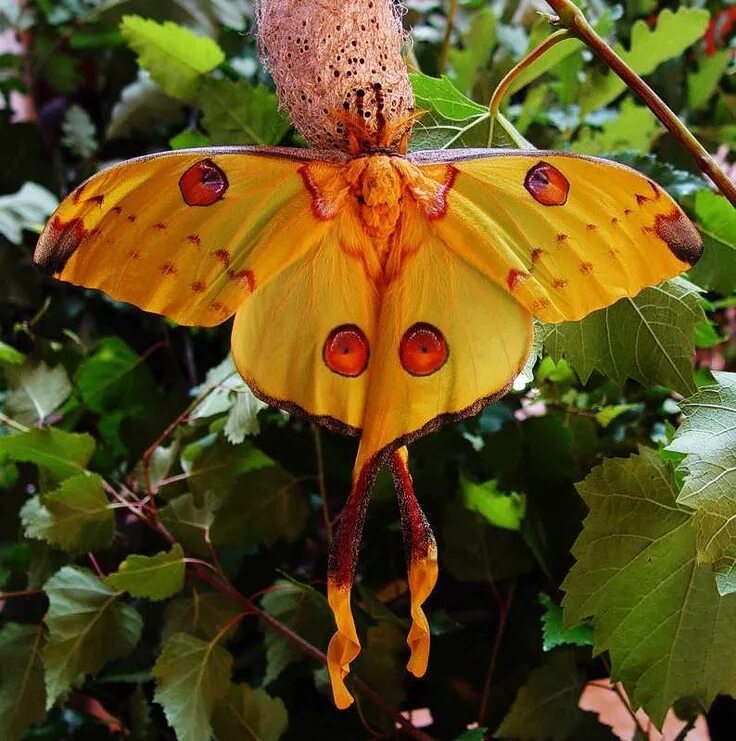 Редкие бабочки фото и названия "Inseto- vesgo" / Cross-eyed Planthopper (Dictyopharidae sp.) Schmetterling, Lib