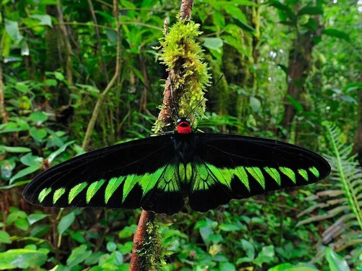 Редкие бабочки фото и названия Rajah Brooke's Birdwing (Trogonoptera brookiana) butterfly male in rainforest, C