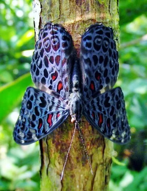 Редкие бабочки мира фото Genus Hamadryas - Amazon, They acquired their common name of Cracker Butterflies