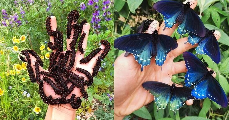 Редкие бабочки мира фото How one man repopulated a rare butterfly species in his backyard Butterfly speci