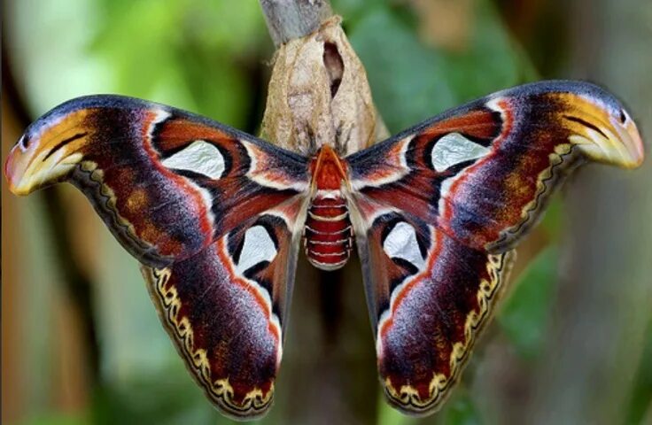 Редкие бабочки мира фото Snake butterfly Beautiful butterflies, Beautiful butterfly pictures, Moth