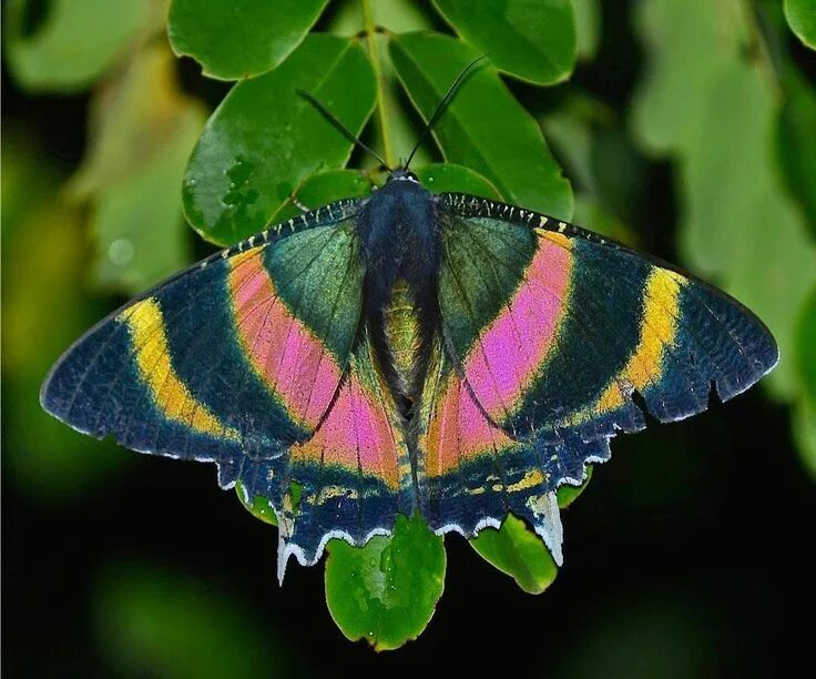 Редкие бабочки мира фото и названия Friday Fun Fact - Day Flying Moths - Australian Butterfly Sanctuary Alcides meta