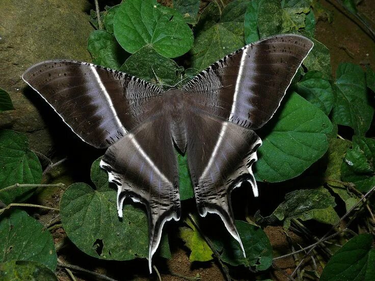 Редкие бабочки мира фото и названия BEAUTY OF WILDLIFE: AGAIN BEAUTIFUL BUTTERFLIES Стрекозы, Бабочки, Крылья бабочк