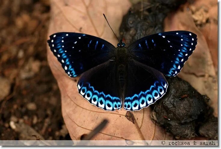 Редкие бабочки россии фото с названиями popinjay butterfly, stibochiona nicea Butterfly, Moth, Insects