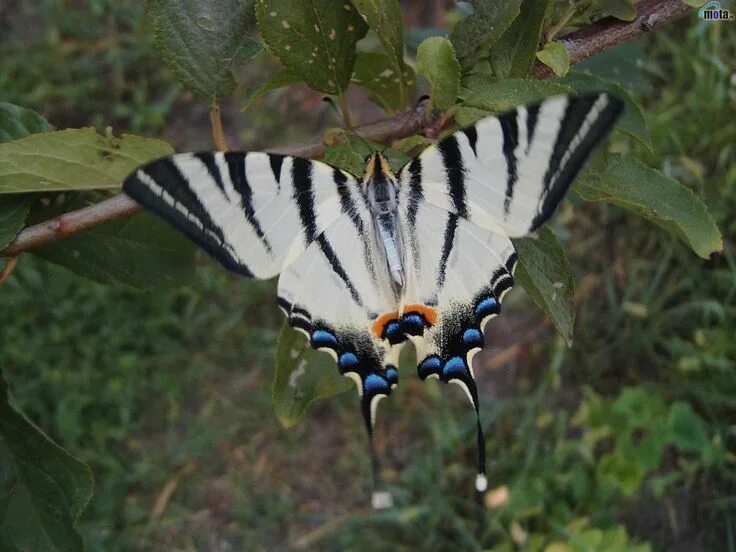 Редкие бабочки россии фото с названиями Papillon rare de france . Animals, Insects, Moth