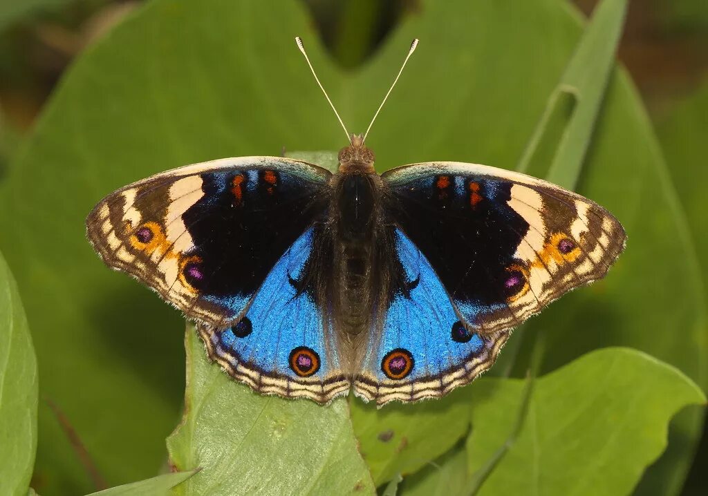 Редкие бабочки россии фото с названиями The Blue Pansy male Nymphalidae, Nymphalinae: Junonia orit. Antonio Giudici Flic