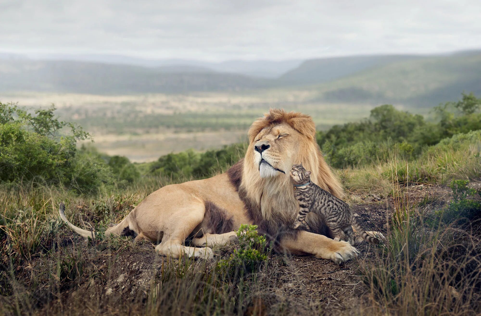 Редкие фото льва George Logan, Big Cat, Little Cat World Photography Organisation