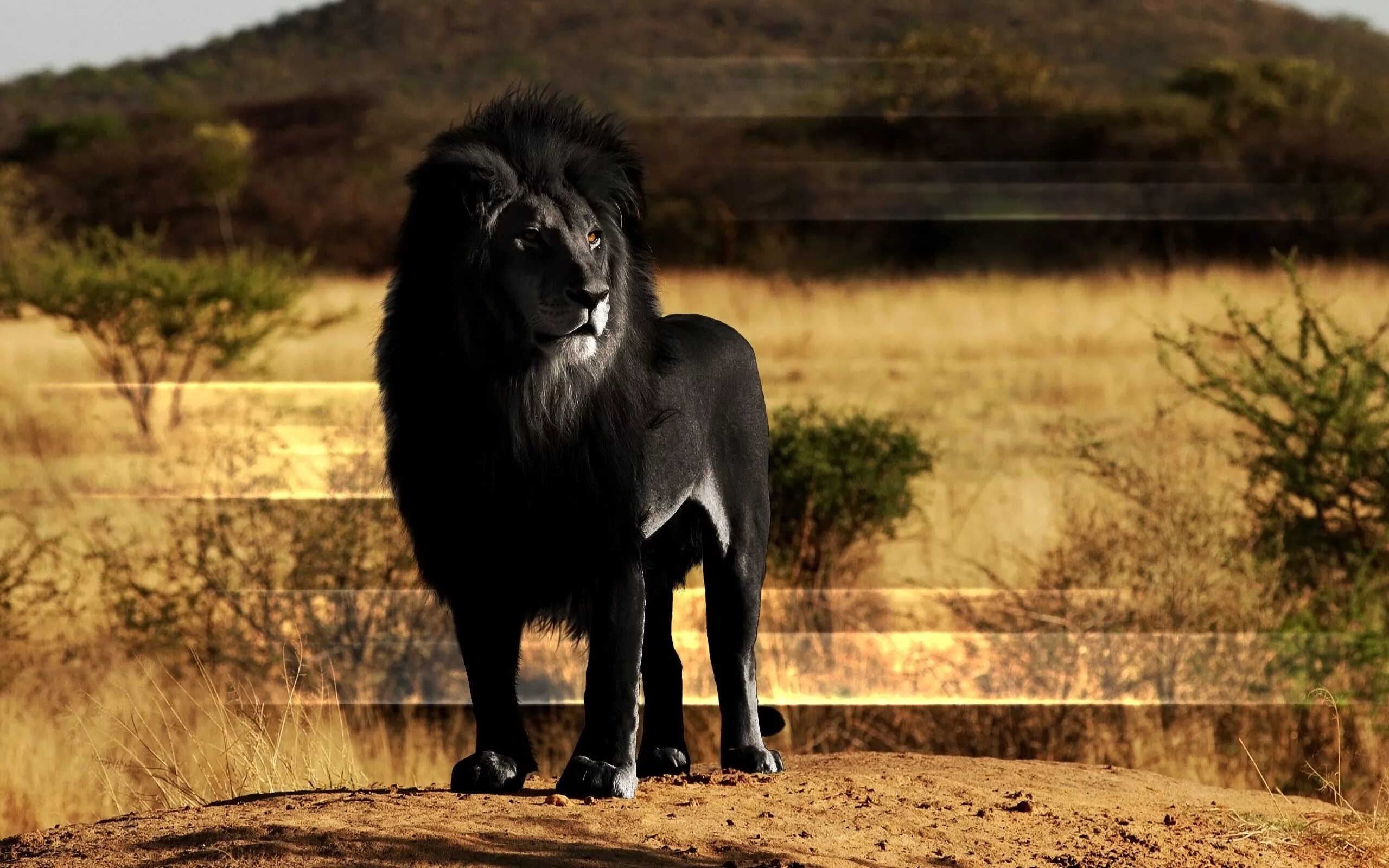 Редкие фото льва black lion Melanistic animals, Albino animals, Animals