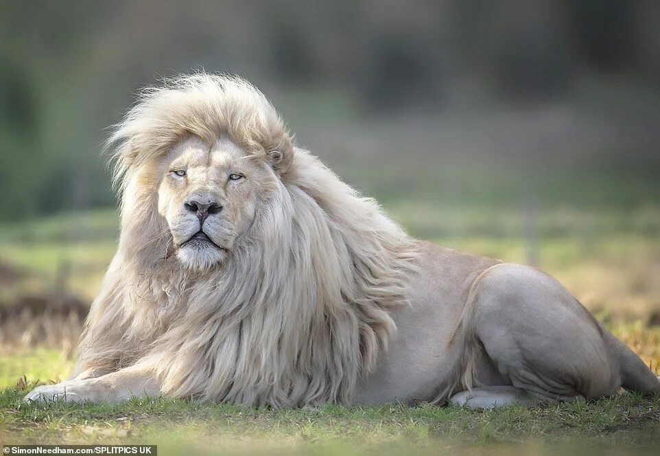 Редкие фото льва Lion at South African sanctuary clearly takes pride in his locks White lion, Bea