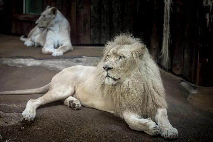 Редкие фото льва Lev, Bílý Lev, Velká Kočka, Hříva White lion, Lion, Big cats