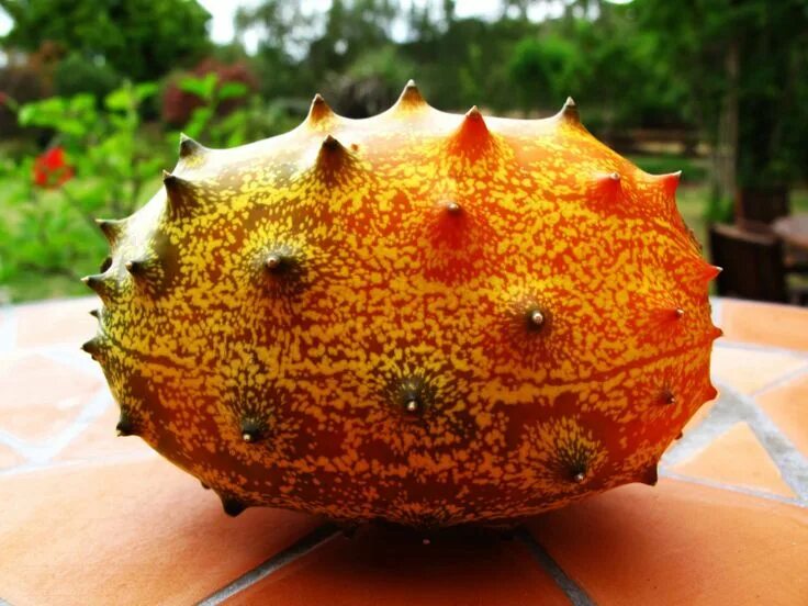 Редкие фрукты фото и названия African horned cucumber Fruit, Melon, Cantaloupe and melon