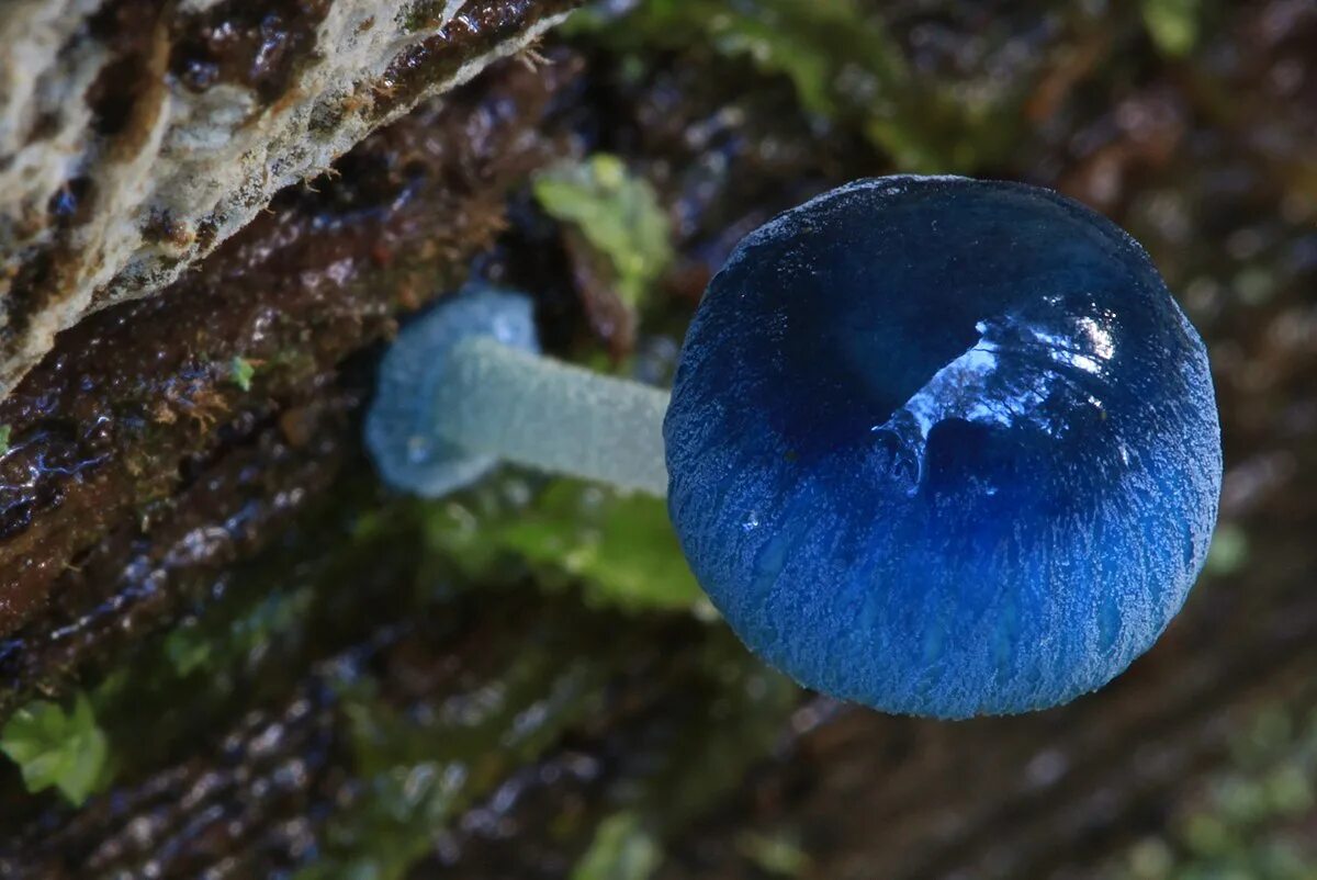 Редкие грибы фото File:Mycena interrupta 534503.jpg - Wikimedia Commons