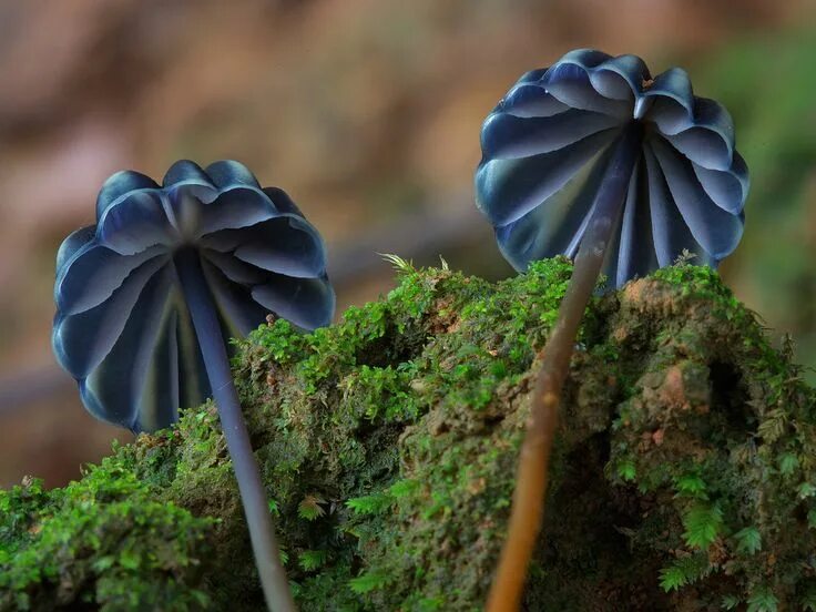 Редкие грибы фото Pin on Fungi