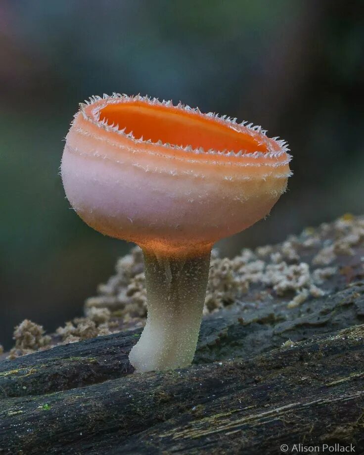 Редкие грибы фото и названия Extreme Macro Photos Unveil the Hidden World of Fungi in the Forest Stuffed mush