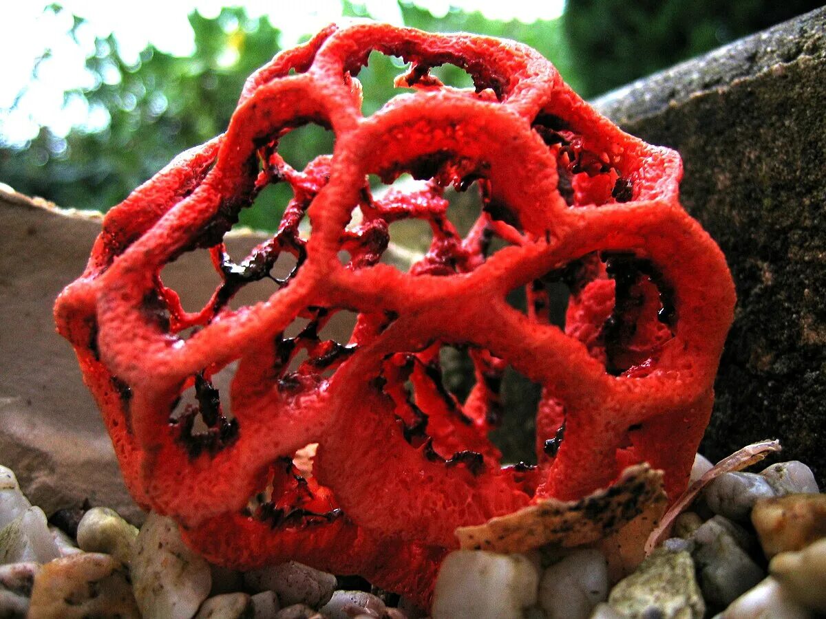 Редкие грибы фото и названия Clathrus - Wikipédia