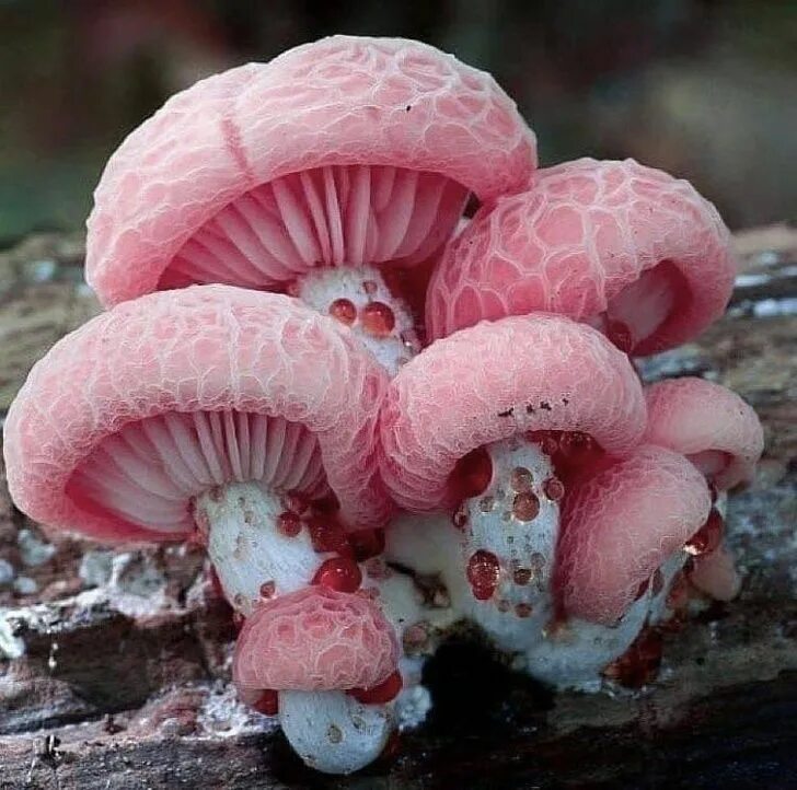 Редкие грибы фото и названия Pin by Rudolph Müller on Mushrooms and Lichens Stuffed mushrooms, Mushroom pictu