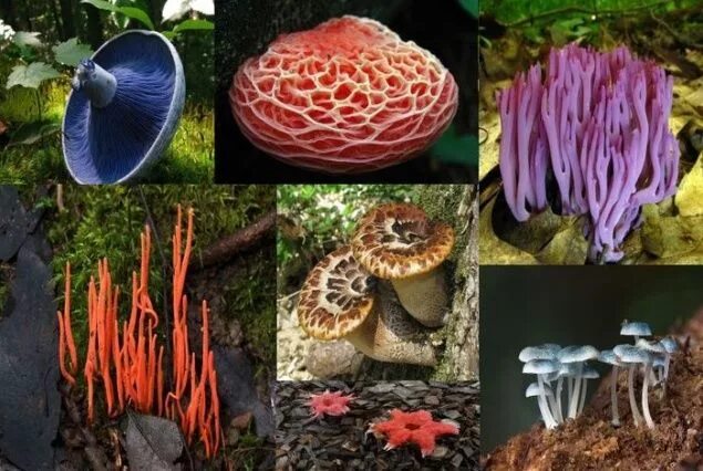 Редкие грибы фото и названия The most beautiful mushrooms in the world