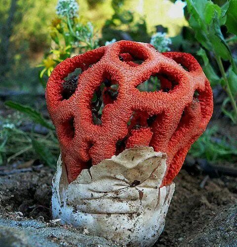 Редкие грибы фото и названия Clathrus ruber 689 Plant fungus, Stuffed mushrooms, Fungi