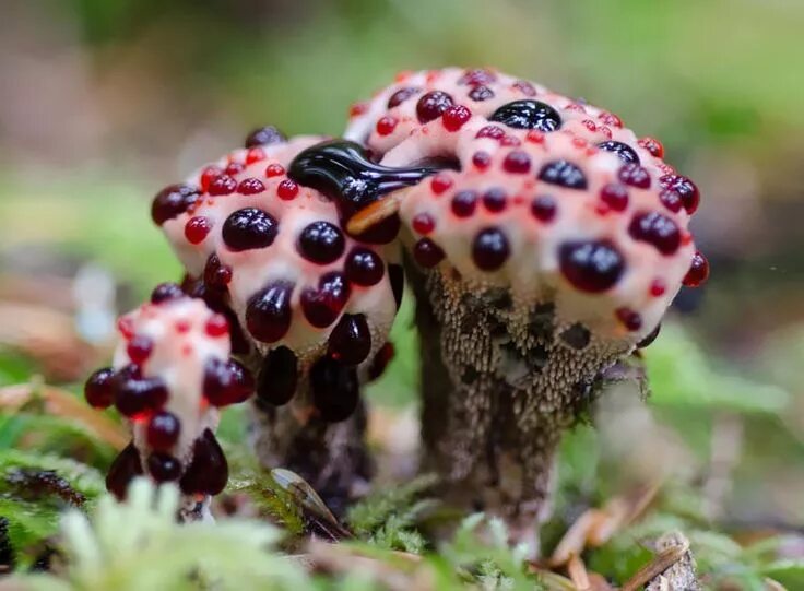 Редкие грибы фото и названия all subreddits * /r/all Stuffed mushrooms, Mushroom pictures, Wild mushrooms