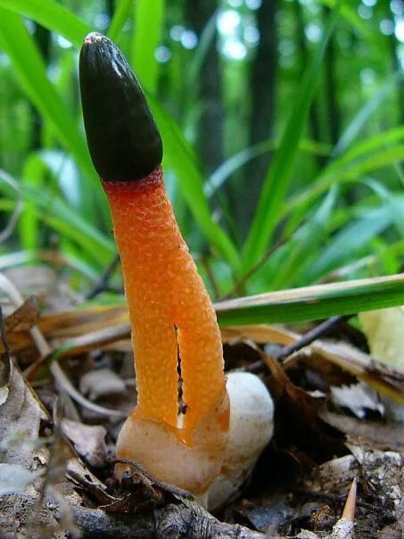 Редкие грибы россии фото Phallus и другое 448 фотографий mushrooms #грибы #Fungi Грибы и Фотографии