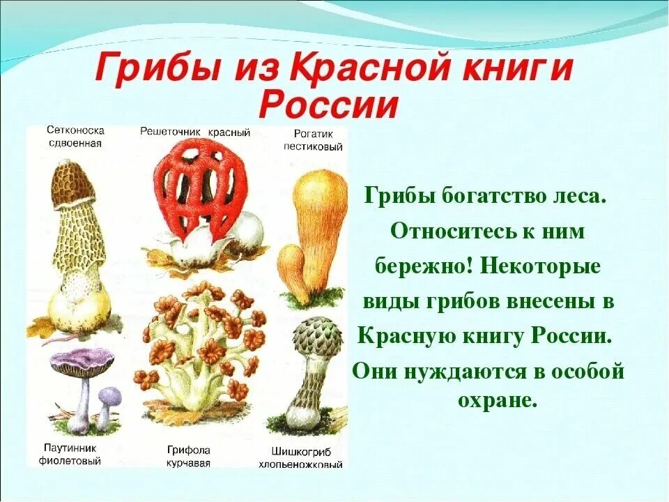 Редкие грибы россии описание и фото Вступила в силу статья УК о тюремных сроках за сбор краснокнижных грибов. "Крыск