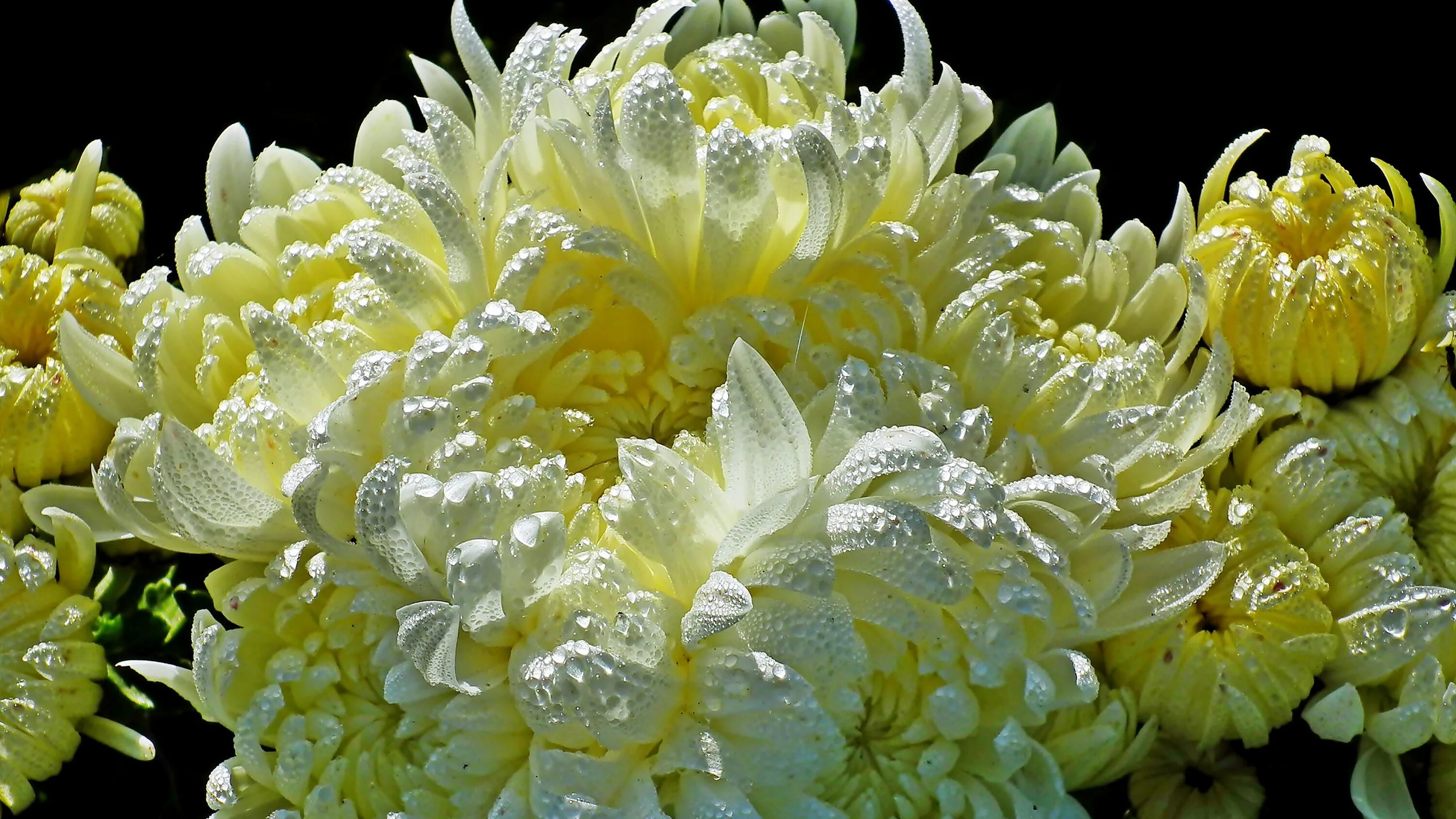 Редкие хризантемы фото Beautiful yellow chrysanthemums in water drops Desktop wallpapers 640x960