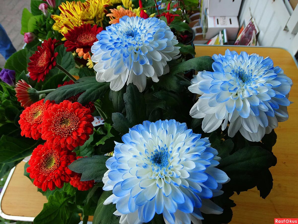 Chrysanthemum "Lilli Gallon" Chrysanthemum flower, Beautiful flowers, Chrysanthe