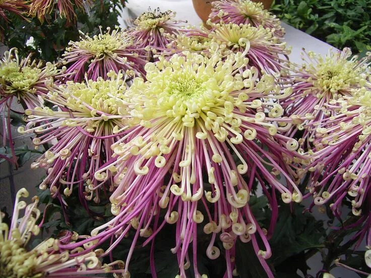 Редкие хризантемы фото Chrysanthemum Chrysanthemum plant, Chrysanthemum flower pictures, Flora flowers