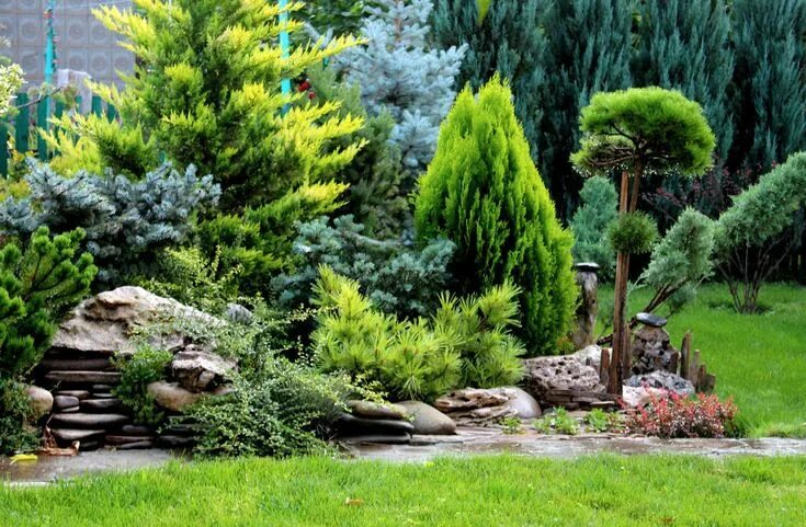 Редкие хвойники в ландшафтном дизайне фото Pin on Landscaping in 2024 Conifers garden, Garden design, Backyard landscaping 