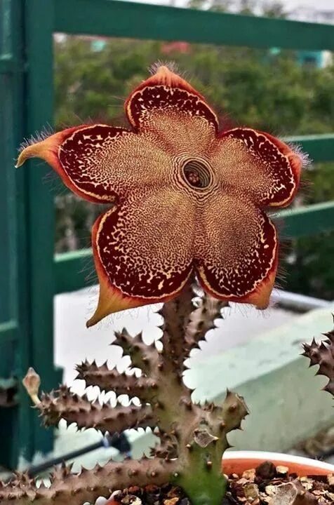 Редкие комнатные растения фото и названия Edithcolea grandis Fleurs étranges, Fleurs incroyables, Plantes étranges