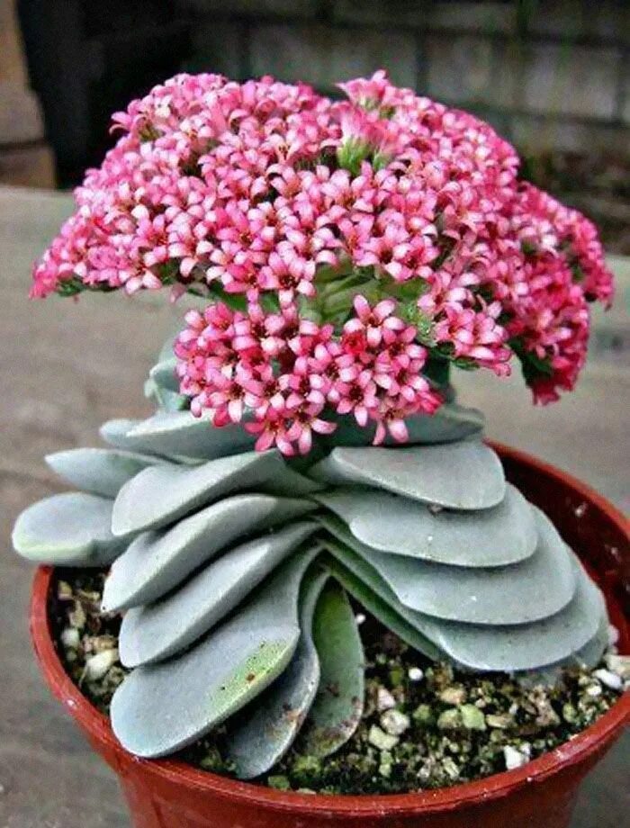 Редкие комнатные растения фото и названия 30 Types Of Succulents That Look Like Something Out Of This World Planting succu