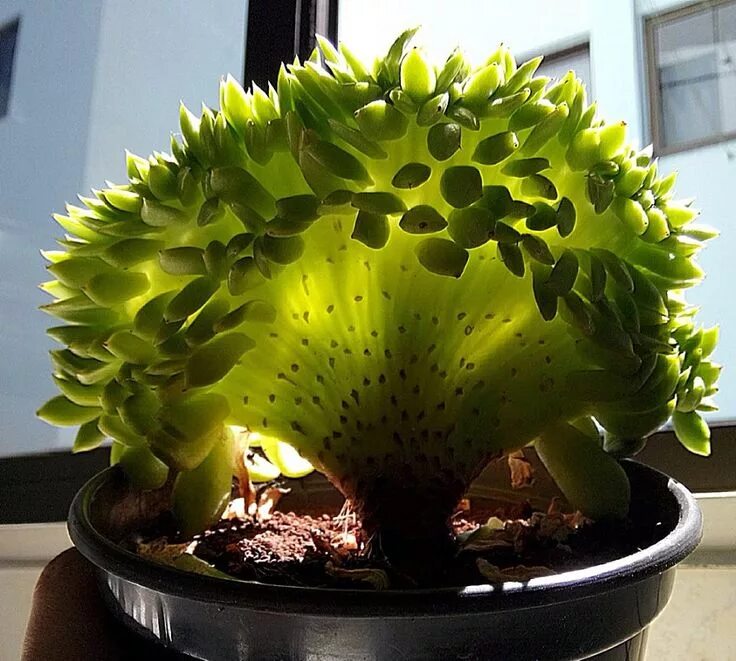 Редкие комнатные растения фото и названия Planting succulents, Cacti and succulents, Cactus plants