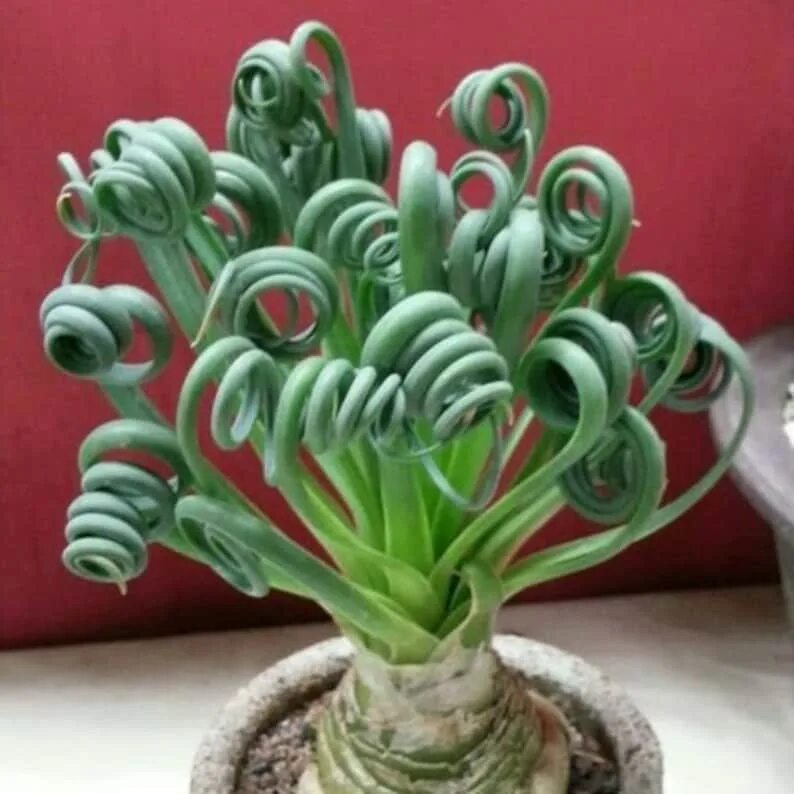 Редкие комнатные растения фото и названия Spiral Grass Albuca Spiralis Plant Fresh Seeds Rare African Etsy