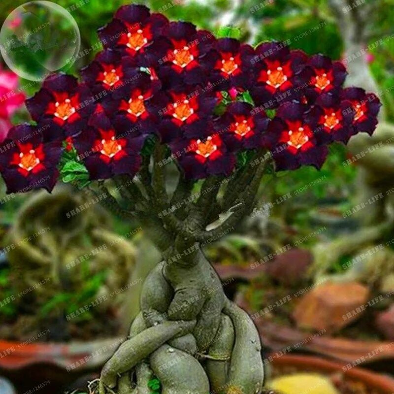 Редкие комнатные растения фото и названия Sale Uncommon Brown Black Adenium Desert Rose With Hearth Crimson Coronary heart